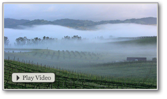 Video: In The Vineyard