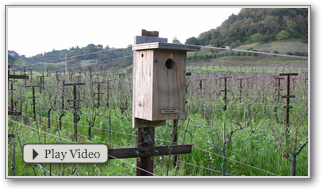 Video: Sustainable Farming